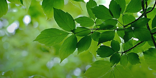 Tree with green leaves