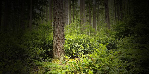 Green forest